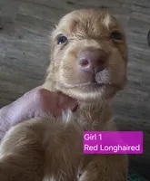 Red Girl, a female Miniature Dachshund for sale in Norris City, IL – 1 of 2