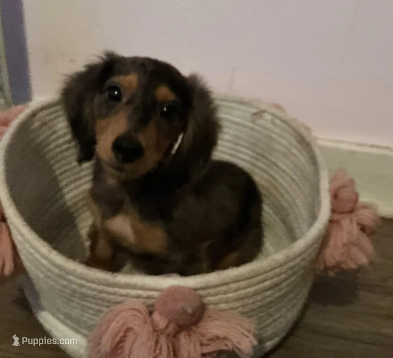 Dapple boy 1 – Miniature Dachshund puppy for sale in Norris City, IL