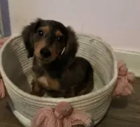 Dapple boy 1, a male Miniature Dachshund for sale in Norris City, IL – 1 of 4