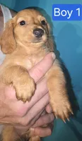Boy 1, a female Miniature Dachshund for sale in Norris City, IL – 3 of 4
