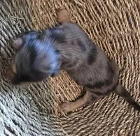 Dapple boy 1, a male Miniature Dachshund for sale in Norris City, IL – 4 of 4