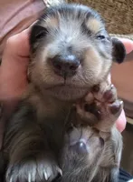 Dapple girl 1, a female Miniature Dachshund for sale in Norris City, IL – 4 of 4