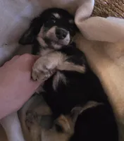 Lady's Black and cream piebald , a female Miniature Dachshund for sale in Norris City, IL – 2 of 6