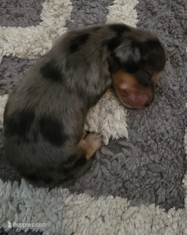 Dapple boy 1 – Miniature Dachshund puppy for sale in Norris City, IL