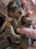 Dapple boy 1, a male Miniature Dachshund for sale in Norris City, IL – 3 of 4