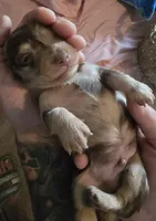 Chocolate dapple boy, a male Miniature Dachshund for sale in Norris City, IL – 4 of 5
