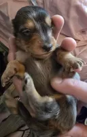 Dapple boy 1, a male Miniature Dachshund for sale in Norris City, IL – 2 of 4