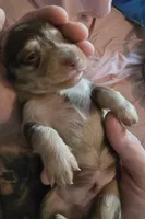 Chocolate dapple boy, a male Miniature Dachshund for sale in Norris City, IL – 3 of 5