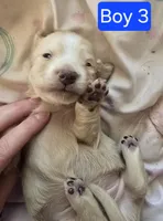 Cream piebald , a male Miniature Dachshund for sale in Norris City, IL – Photo 1 of 3