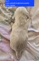 Cream piebald , a male Miniature Dachshund for sale in Norris City, IL – Photo 2 of 3