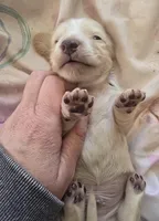 Cream piebald , a male Miniature Dachshund for sale in Norris City, IL – Photo 3 of 3