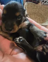 Black and tan, a female Miniature Dachshund for sale in Norris City, IL – 1 of 5