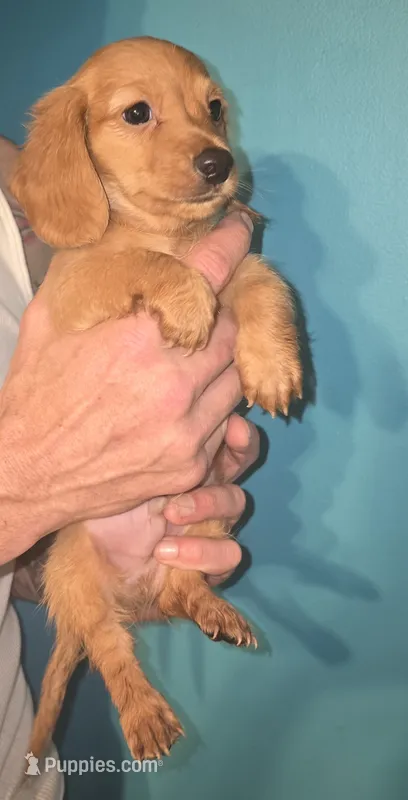Boy 1 – Miniature Dachshund puppy for sale in Norris City, IL