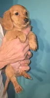 Boy 1, a female Miniature Dachshund for sale in Norris City, IL – 1 of 4