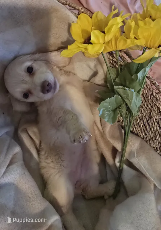 Lady's cream piebald  – Miniature Dachshund puppy for sale in Norris City, IL