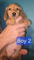 Boy 2, a male Miniature Dachshund for sale in Norris City, IL – 2 of 4