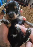 Black and tan, a female Miniature Dachshund for sale in Norris City, IL – 3 of 5