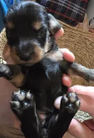 Black and tan, a female Miniature Dachshund for sale in Norris City, IL – 4 of 5
