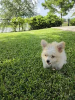 Milo, a male Pomapoo for sale in Houston, TX – 3 of 5