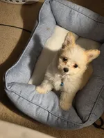 Milo, a male Pomapoo for sale in Houston, TX – 4 of 5