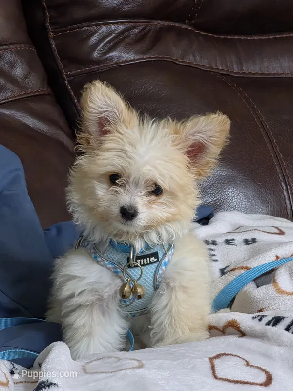 Milo – Pomapoo puppy for sale in Houston, TX