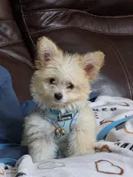 Milo, a male Pomapoo for sale in Houston, TX – 1 of 5