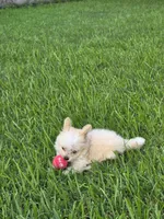 Milo, a male Pomapoo for sale in Houston, TX – 5 of 5