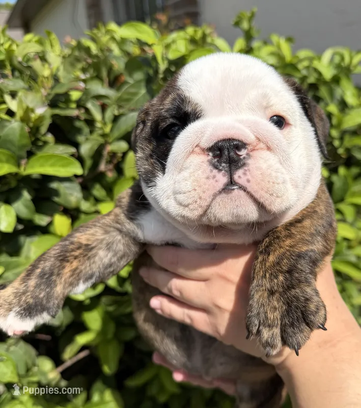 Hersey – English Bulldog puppy for sale in Apopka, FL