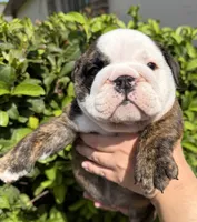 Hersey, a female English Bulldog for sale in Apopka, FL – 1 of 1