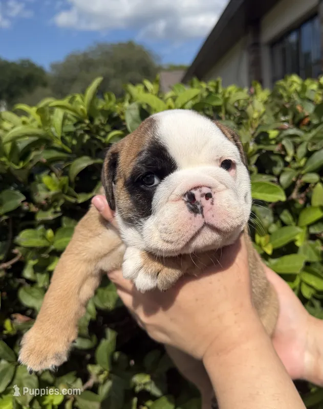 Hazel – English Bulldog puppy for sale in Apopka, FL