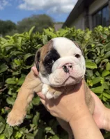 Hazel, a female English Bulldog for sale in Apopka, FL – 1 of 2