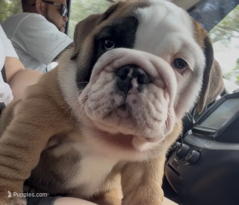 Hazel – English Bulldog puppy for sale in Apopka, FL
