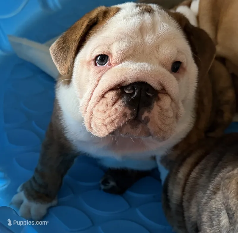 Ham – English Bulldog puppy for sale in Apopka, FL