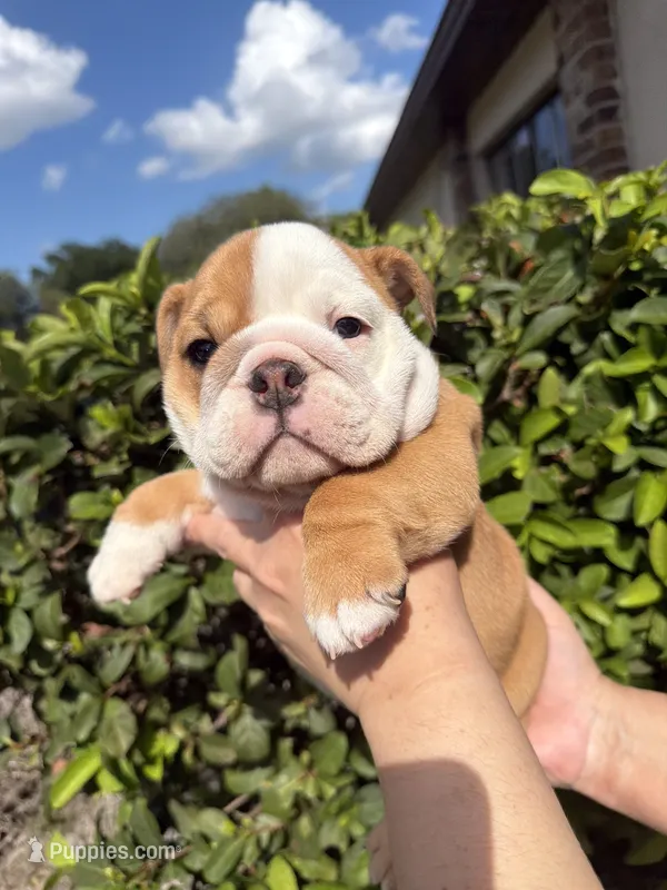Honey – English Bulldog puppy for sale in Apopka, FL