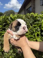 Hazel, a female English Bulldog for sale in Apopka, FL – 2 of 2