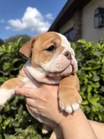 Honey, a female English Bulldog for sale in Apopka, FL – 2 of 2