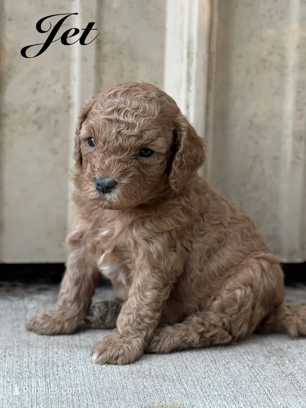 Jet – Cavapoo puppy for sale in Macon, MS
