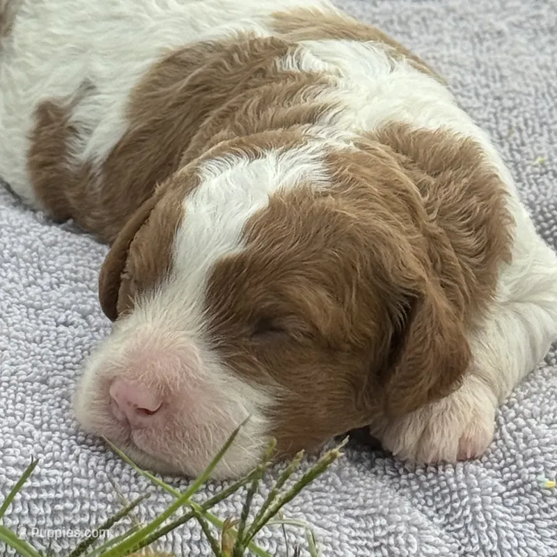 Ruby – Cavapoo puppy for sale in Macon, MS