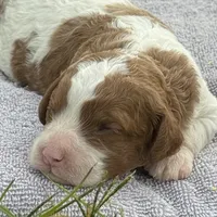 Ruby, a female Cavapoo for sale in Macon, MS – 1 of 5