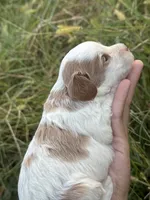 Slate, a male Cavapoo for sale in Macon, MS – 4 of 7