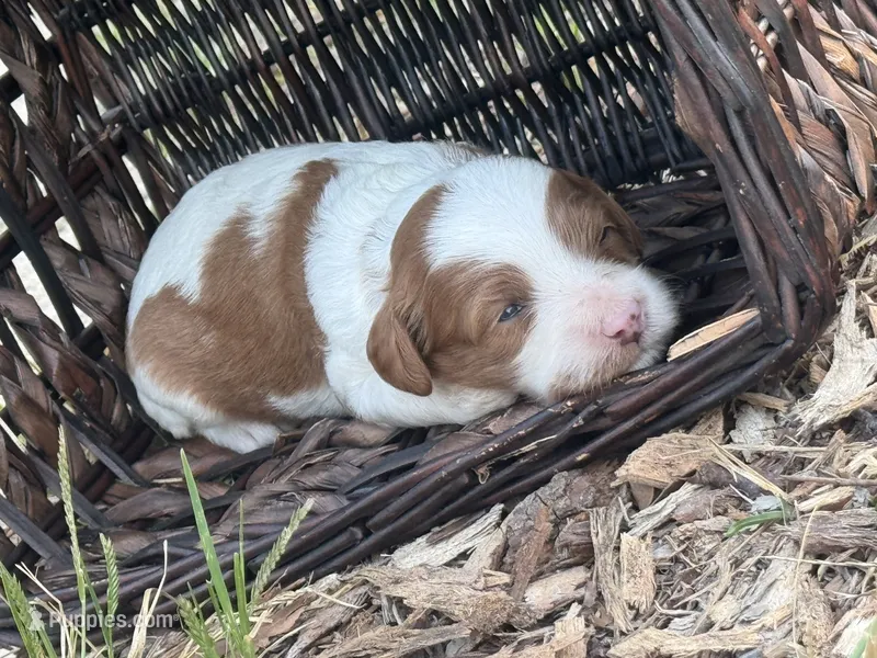 Jade – Cavapoo puppy for sale in Macon, MS