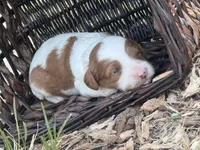Jade, a female Cavapoo for sale in Macon, MS – 1 of 5