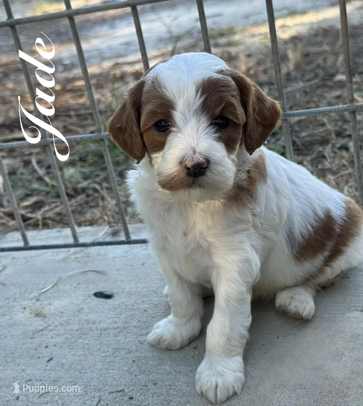Jade – Cavapoo puppy for sale in Macon, MS