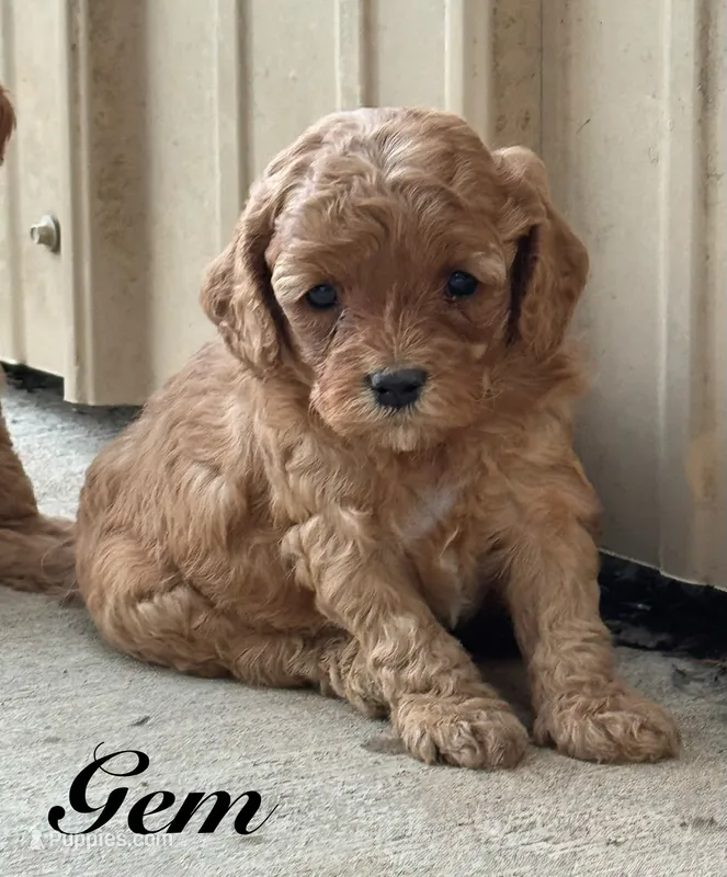 Gem – Cavapoo puppy for sale in Macon, MS