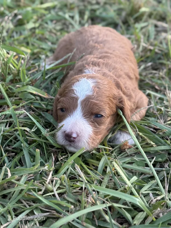 Pearl – Cavapoo puppy for sale in Macon, MS