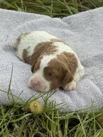 Ruby, a female Cavapoo for sale in Macon, MS – 3 of 5