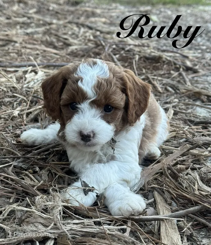 Ruby – Cavapoo puppy for sale in Macon, MS