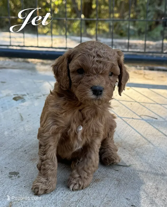 Jet – Cavapoo puppy for sale in Macon, MS