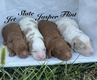 Jet, a male Cavapoo for sale in Macon, MS – 2 of 4