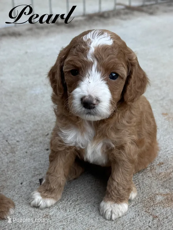 Pearl – Cavapoo puppy for sale in Macon, MS